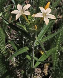 Southwest Colorado Wildflowers, Collomia