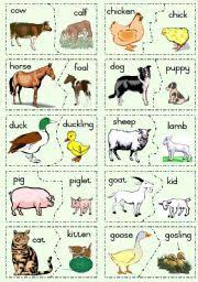 Farm Animal Bingo Card Farm Animals And Their Young Farm