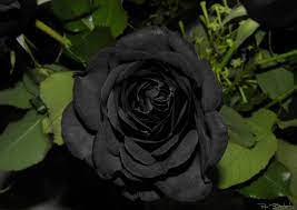 black roses do they exist naturally