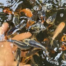 high quality imported anese koi fish