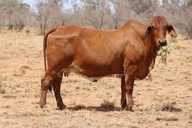 American brahman cattle was the first breed of beef cattle developed in the united states in the early 1900s as a result of crossing four different indian cattle breeds. Australian Brahman Cattle Breeders Samari Red Brahmans