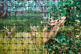 Deer Net Fencing Deer Fence Deer