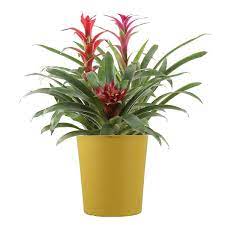 Bromeliad Garden Premium Plant