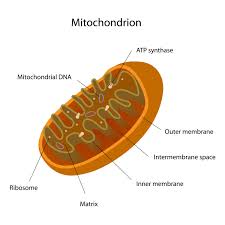 The term cellular respiration refers to the biochemical pathway by which cells release energy from the chemical bonds of food molecules and provide that energy for the essential processes of life. Sbi4u