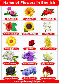 100 flowers name in tamil and english 2024