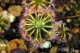 We did not find results for: Pygmies Sundew Grow Log Carnivorous Plant Society Of Canada