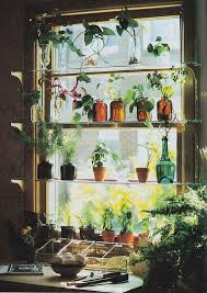 Water Windowsill Plants Regularly