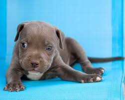 Cute small american staffordshire terrier puppy sitting outdoors in green grass. Blue Pit Bull Puppies Lovetoknow