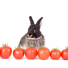 Legolas has me very confused. Can Rabbits Eat Tomatoes The Benefits And Dangers Of Tomatoes