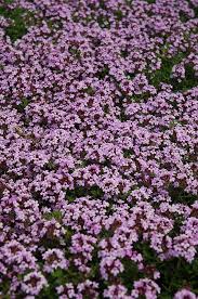 red creeping thyme thymus prae