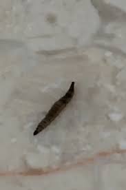 in bathroom is a drain fly larva