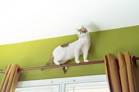 how to stop kittens from climbing pet