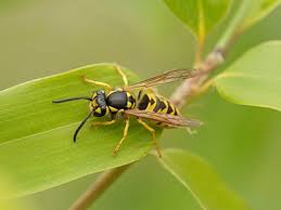 Wasps In The House Know When Its A