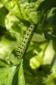 No That Is Not A Monarch Caterpillar