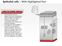 0514 Epithelial Cells Medical Images