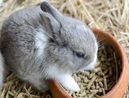 What To Feed Baby Rabbits Food Type Amount
