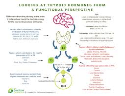 Hacking Your Health Thyroid Myths Making Sense Of Labs
