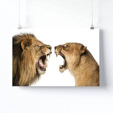 tableau lion et lionne rugissant