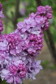 katherine havemeyer french lilac