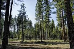 What pine needles are toxic?
