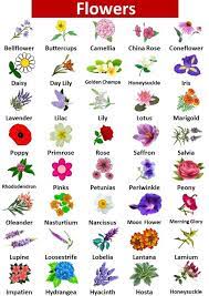top 40 list of flowers name in english