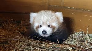 Unfortunately, their population is decreasing due to habitat loss and fragmentation. Red Panda Born In Berlin As Part Of Global Breeding Program Abc News
