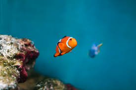 Then test your knowledge on the types of fishes in finding nemo. Finding Nemo And Dory As Real Fish Percula Clownfish Pacific Blue Tang Free Stock Photo Picjumbo