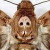 Death of a Moth analysis