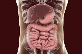organs that make up the digestive system