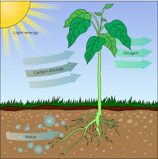 Photosynthesis Photosynthesis And Respiration Siyavula