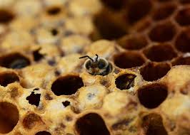 male bee beehive honey bees birth