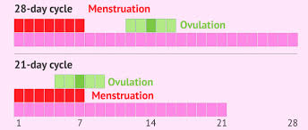 Ovulation And Menstruation At The Same Time