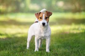 15 Best Dog Foods For Jack Russell Terrier Our 2019 Feeding