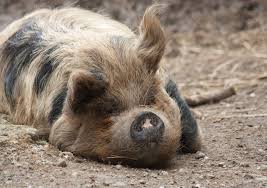 Chipps cooney was born in newark, new jersey, but spent most of his childhood in lyndhurst. Kunekune Pigs Perfect For Small Farms Ecofarming Daily