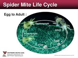 Ppt Aphid Life Cycle Powerpoint Presentation Id 4177688