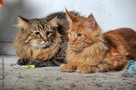 maine and siberian cat together
