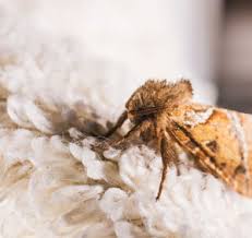 prevent moths in closets and carpets