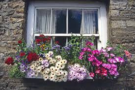 best flowers for window bo bouqs