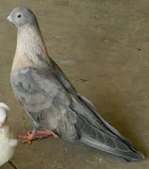 See puppy pictures, health information and reviews. Egyptian Swifts Aves