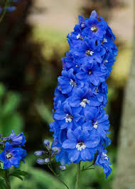 clumped larkspur blue flower