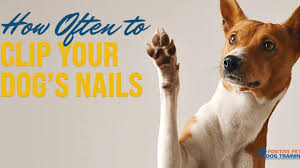 how often to clip dog nails positive