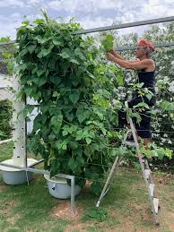 bush beans using tower garden technology