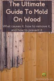 what kills mold on wood mold help