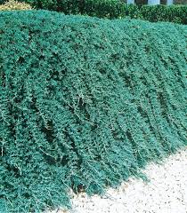 lowe s blue rug juniper accent shrub in