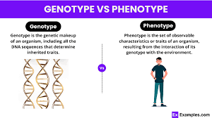 genotype vs phenotype understanding