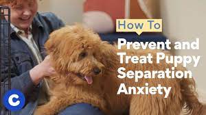 dog separation anxiety how to treat