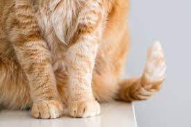 A woman is doing yard work, pulling weeds and clipping grass, when she suddenly cuts off her cats tail. How To Tell If Your Cat Has A Broken Tail Daily Paws