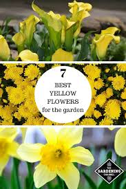 Maybe you would like to learn more about one of these? A List Of The Best Yellow Flowers For Your Garden Gardening Channel