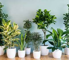 List Of Indoor Plants Beautify