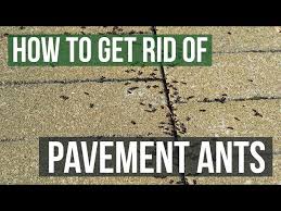 how to get rid of pavement ants 3